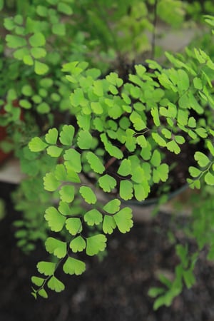 Adiantum- Maidenhair Fern1