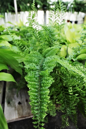 Assorted_Fern