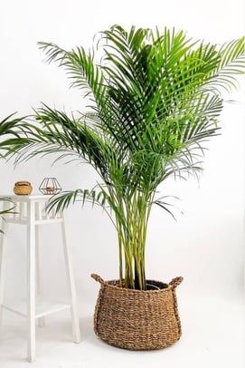 Kentia Palm