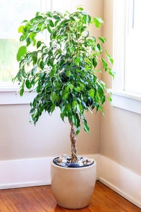 Ficus interior plant