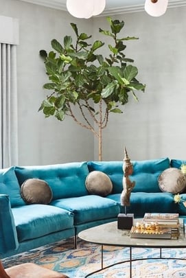 Fiddle leaf fig