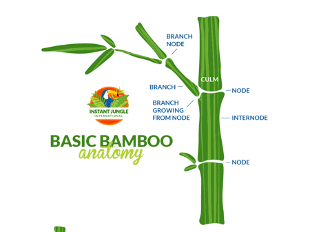 bamboo infographic - Copy (2)