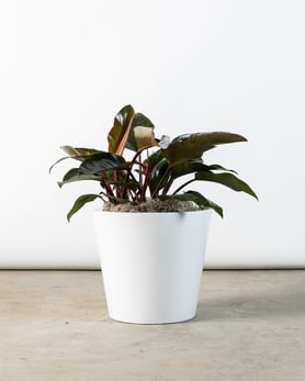 small_philodendron_white_container-1
